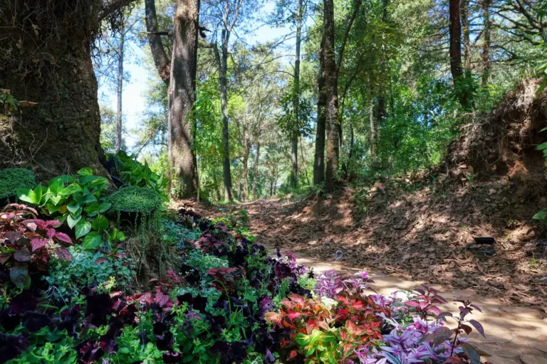 Árden del Bosque: Un Escenario Natural para Bodas en Huitzilac, Morelos.